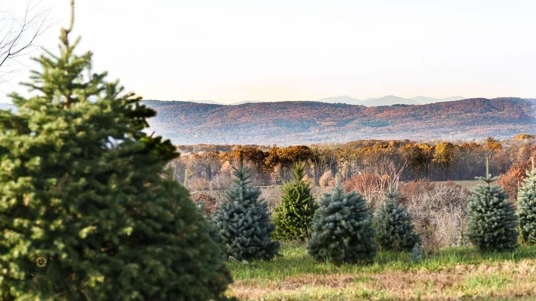 Balsam Ridge Christmas Tree Farm in Highland, New York