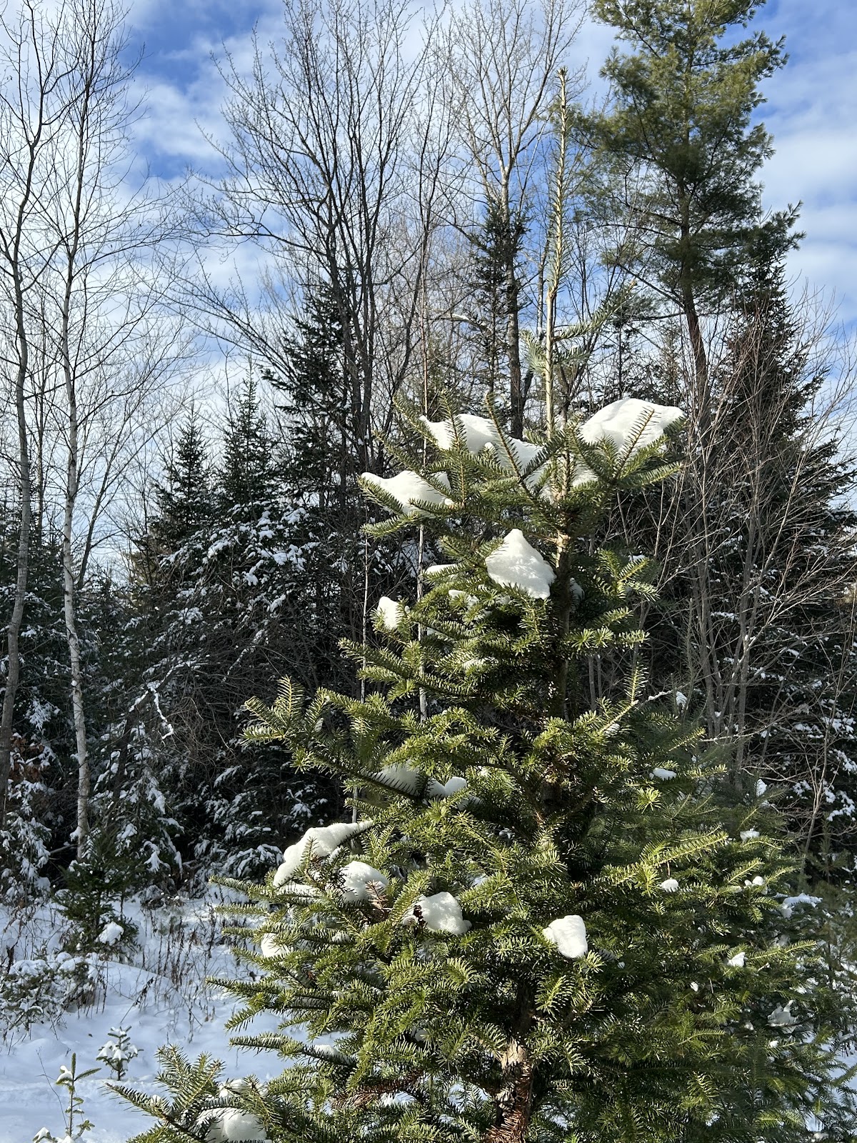 Balsam Ridge Tree Farm in Canaan, New Hampshire