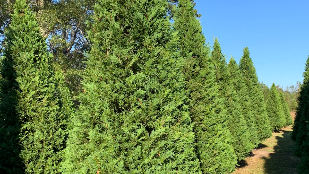 Barkley Christmas Tree Farm in Tylertown, Mississippi