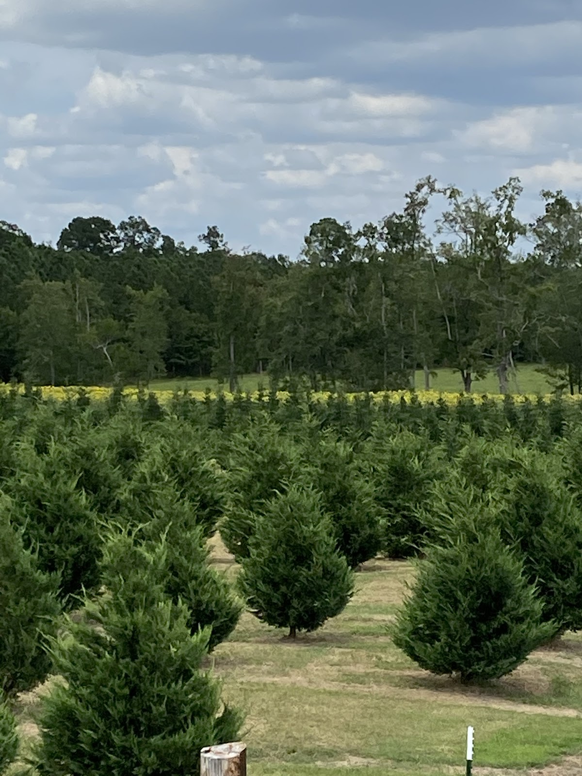 Barnard & Thompson CHRISTmas Tree Farm in Pitts, Georgia