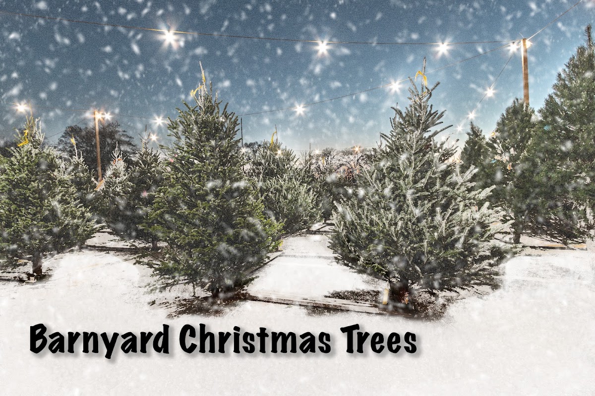 Barnyard Christmas Trees in Glen Burnie, Maryland