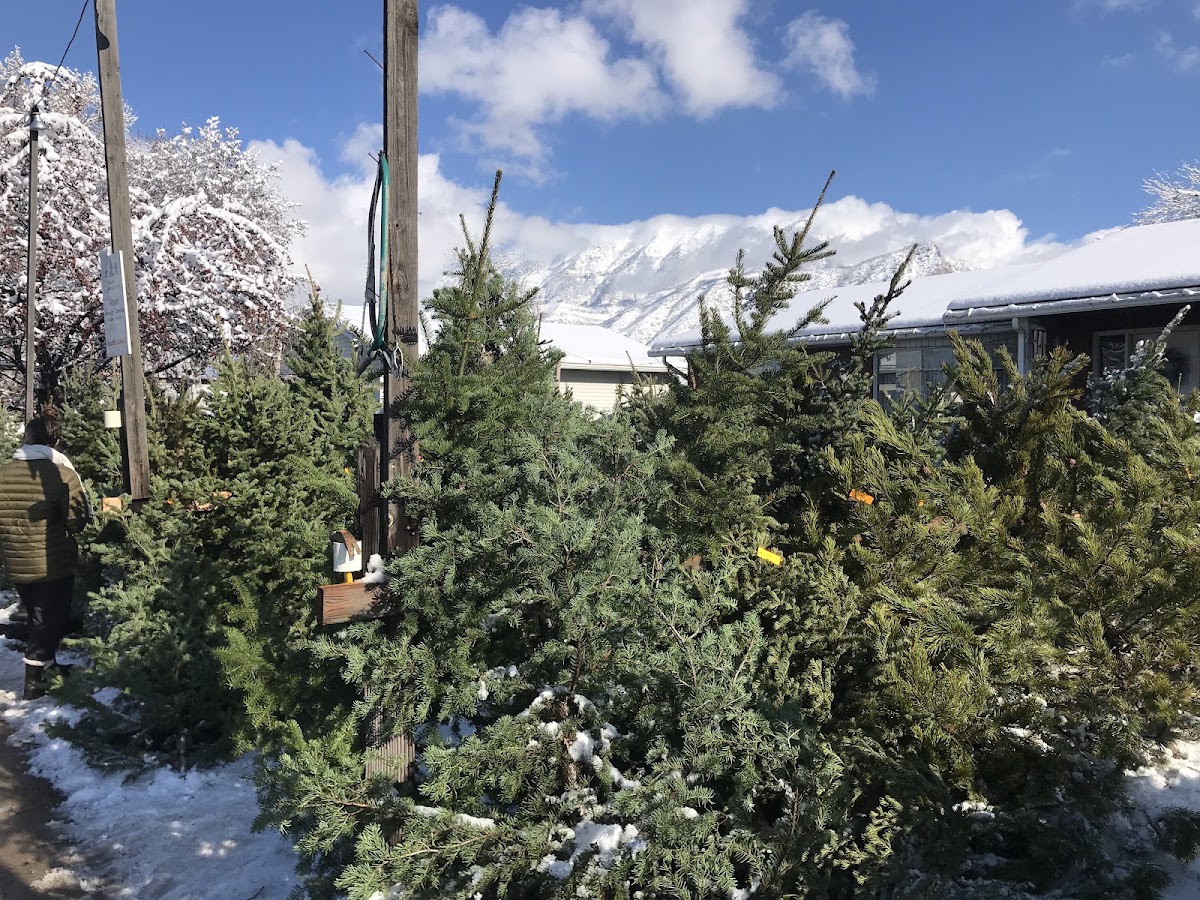 Baum's Christmas Trees in Provo, Utah