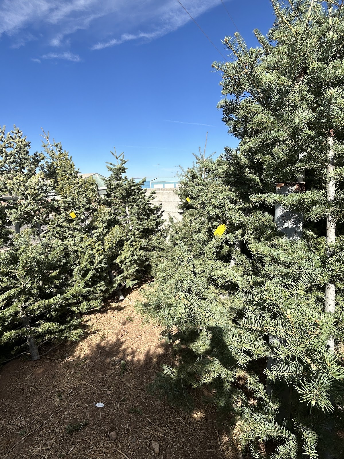 Bayles Christmas Trees in St. George, Utah