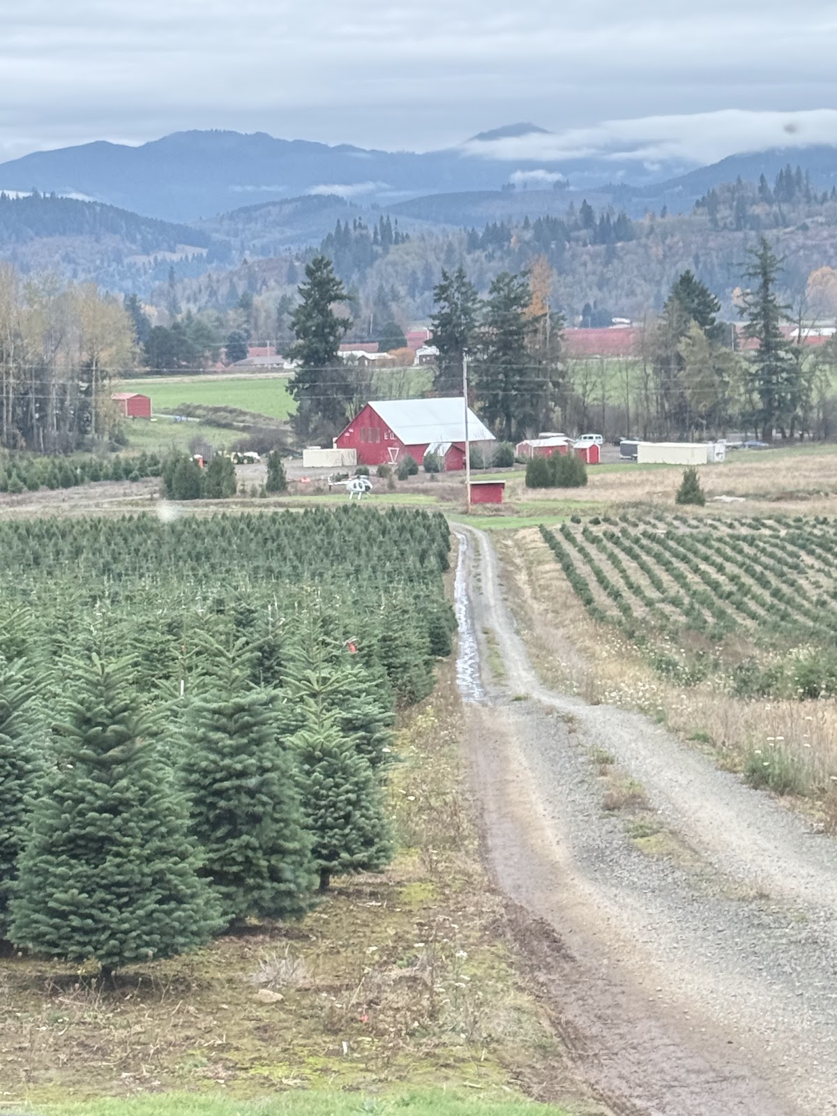Bear Canyon Tree Farm in Mossyrock, Washington