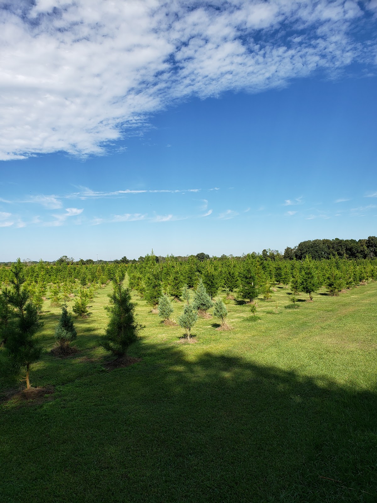 Beaver's Christmas Tree Farm in Nome, Texas