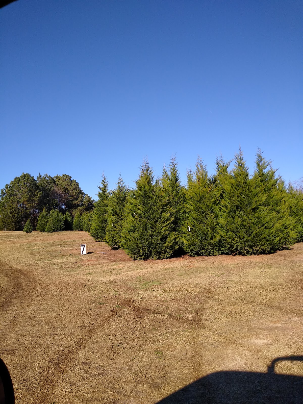 Beck's Christmas Tree Farm in Bowersville, Georgia