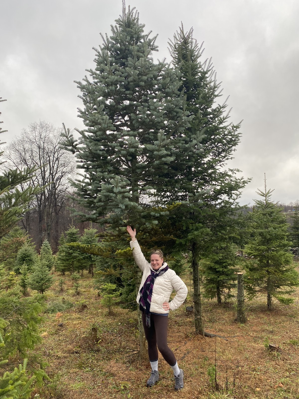 Beck's Christmas Trees in Mount Bethel, Pennsylvania