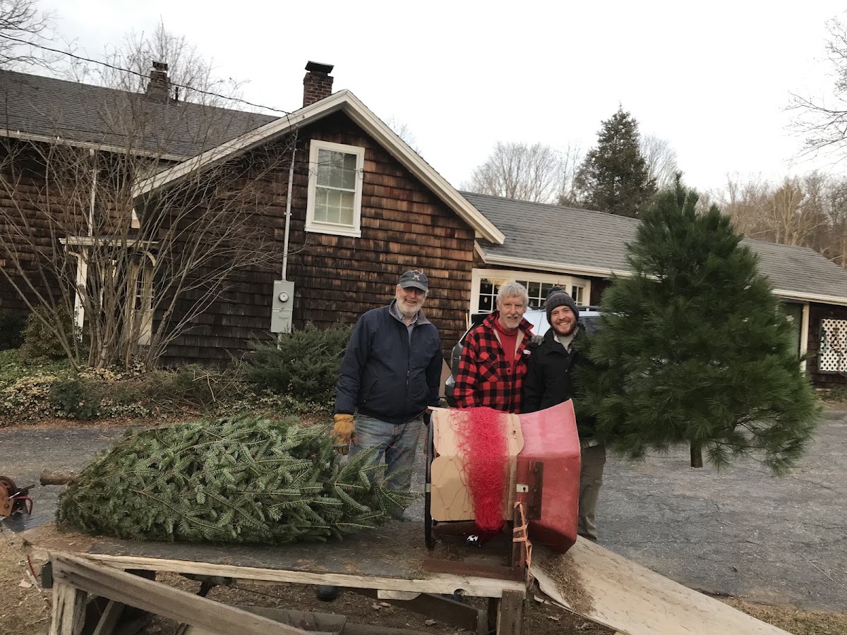 Bees, Fleas and Trees in Litchfield, Connecticut
