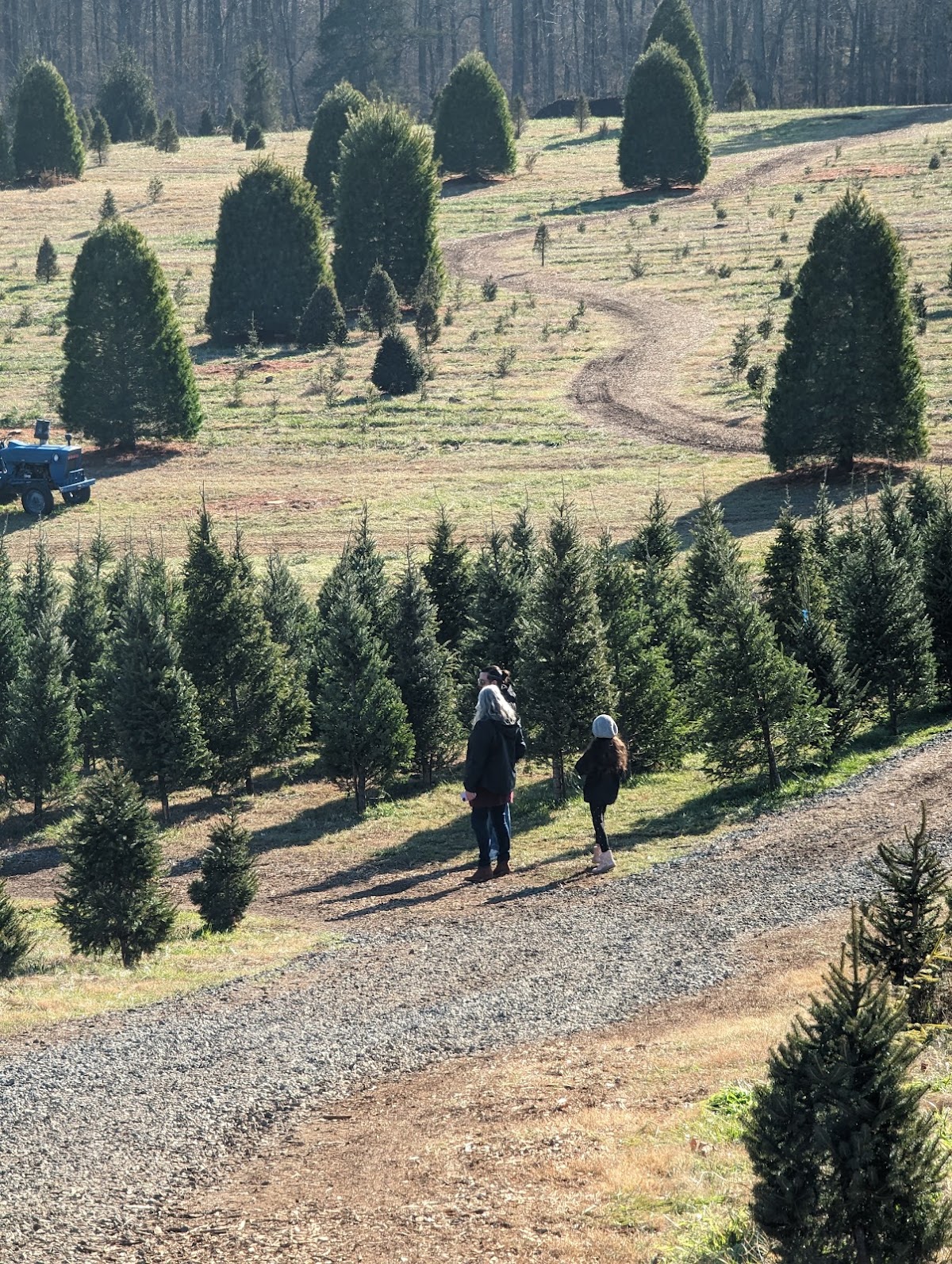 Belmont Christmas Tree Farm in Spotsylvania Courthouse, Virginia