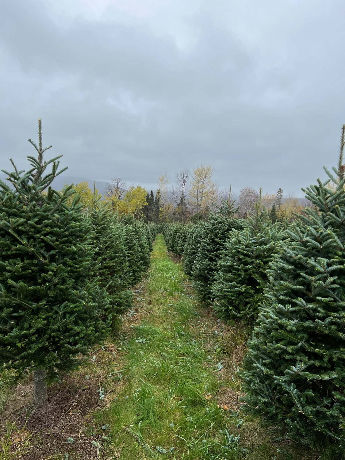 Beloin Evergreens in Stratford, New Hampshire