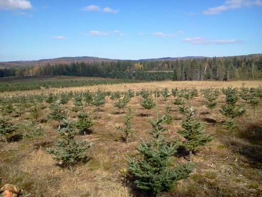 Beloin Tree Farm in Colebrook, New Hampshire