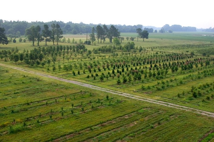 Bemis Tree Farm in Little Rock, Arkansas