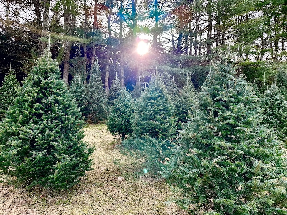 Bennetts Tree Farm in Bennington, Vermont