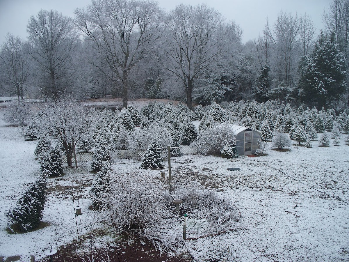 Berrypatch Christmas Tree Farm in Hartly, Delaware