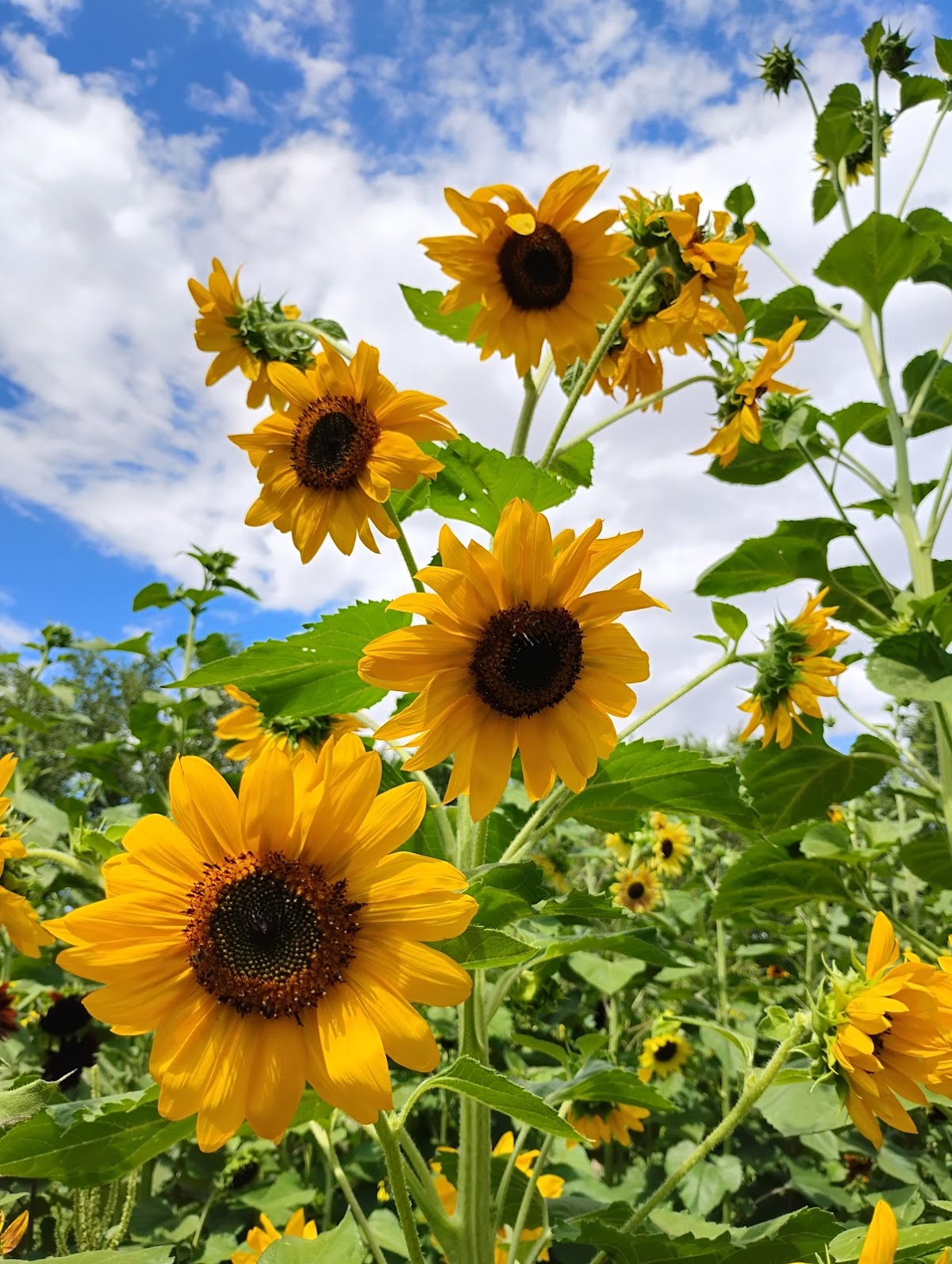 Big Jim Farms in Albuquerque, New Mexico
