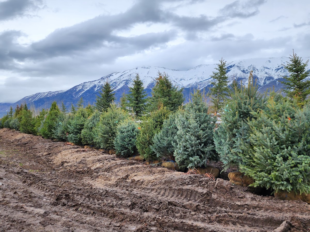 Big tree farm in Honeyville, Utah