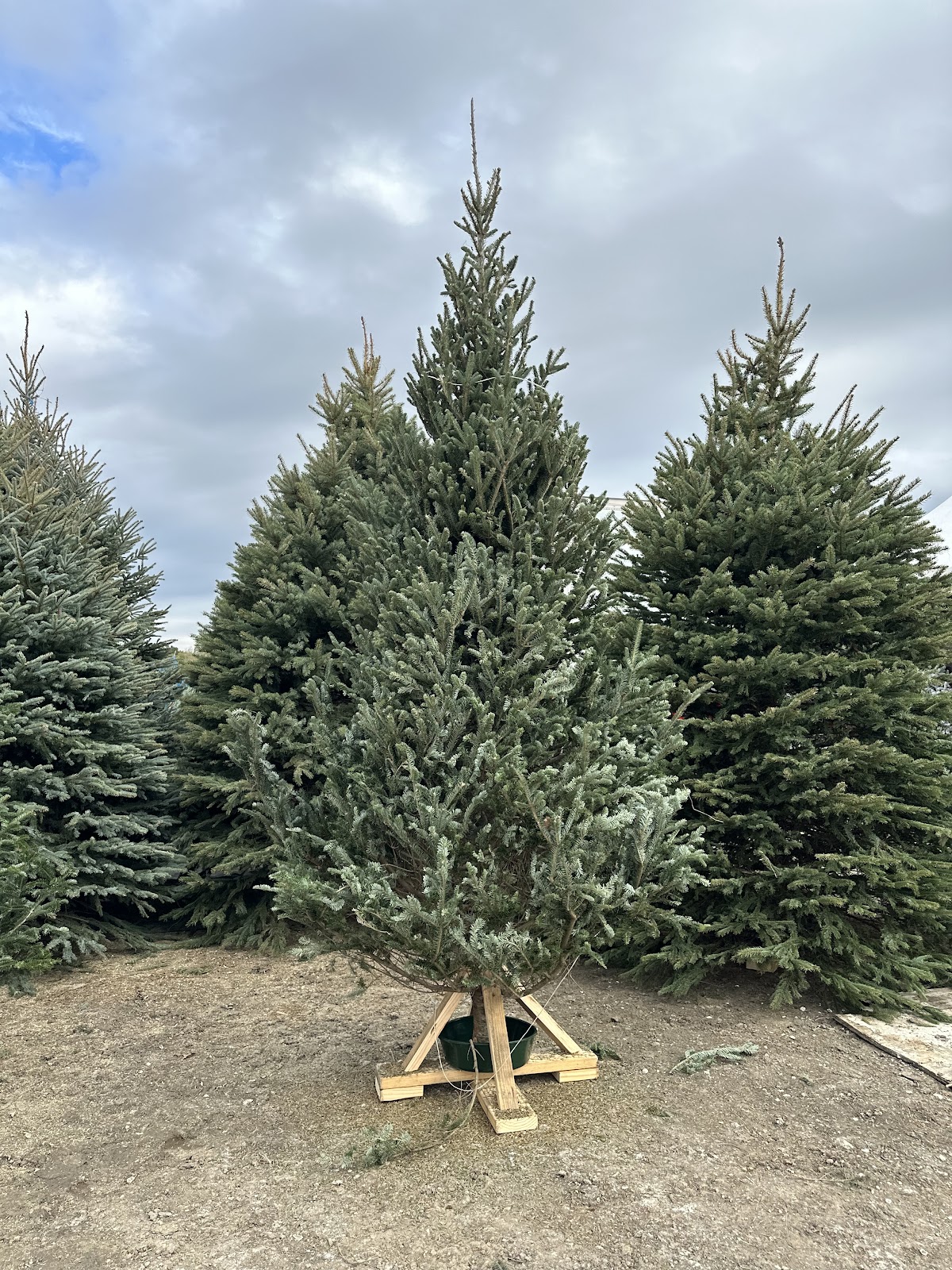 BIG U Christmas Tree Lot in Terrytown, Louisiana