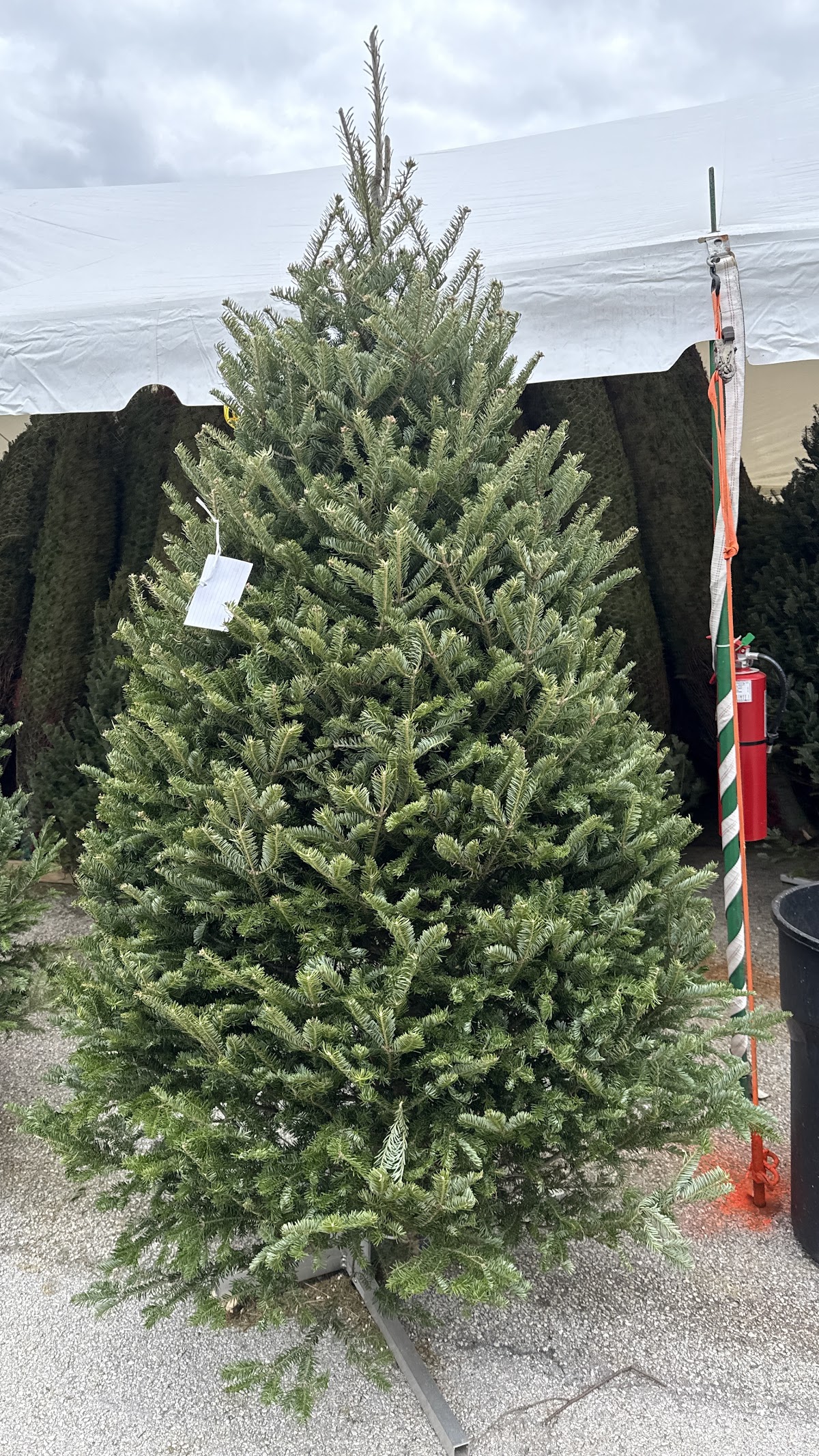 Biggest X-Mas Trees in Florida in Pembroke Pines, Florida