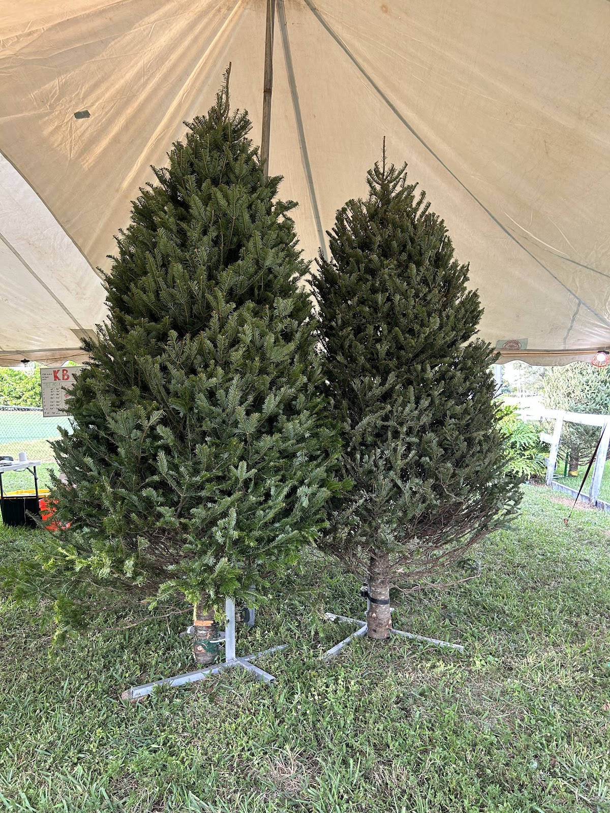 Biggest X-Mass Trees In Florida in Southwest Ranches, Florida