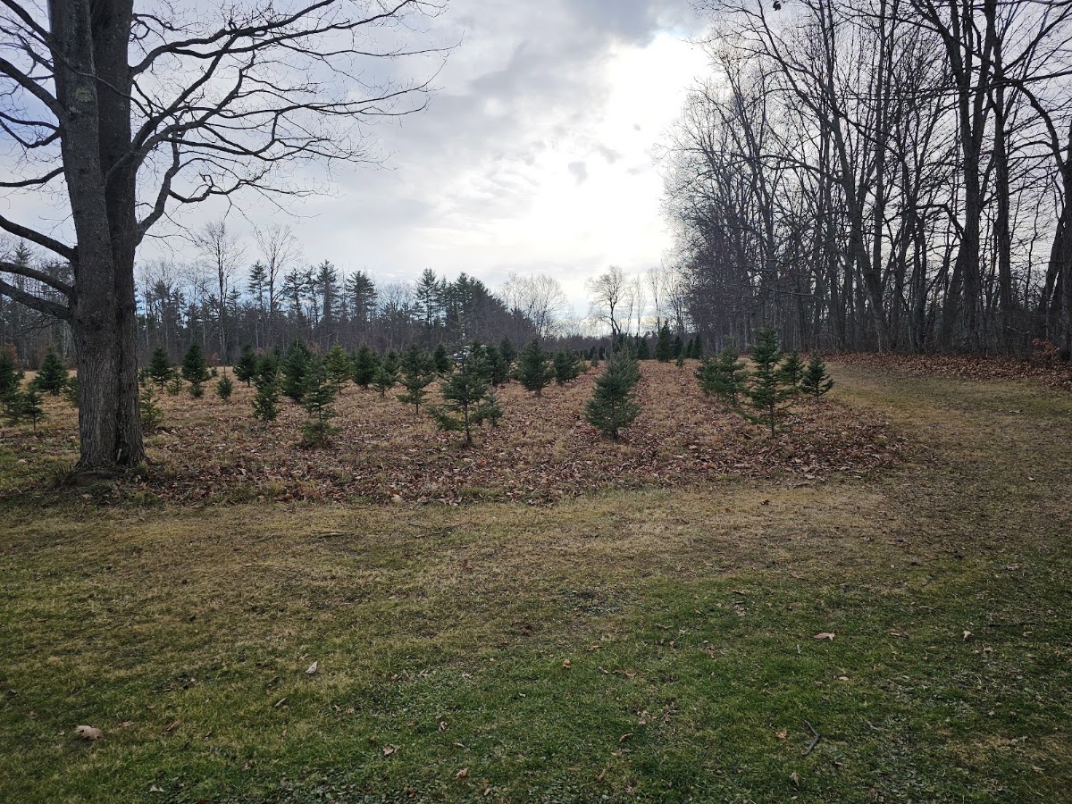 BlackBerry Hill Christmas trees in Berwick, Maine