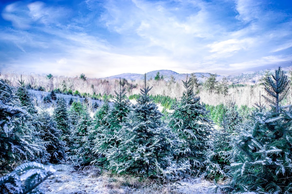 Blizzard Hill Christmas Tree Farm in Limerick, Maine