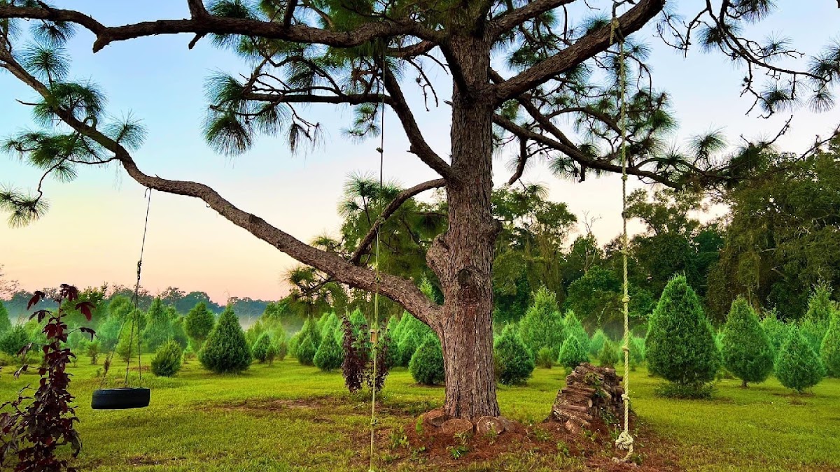Blue Acres Christmas Tree Farm in Spring Hill, Florida