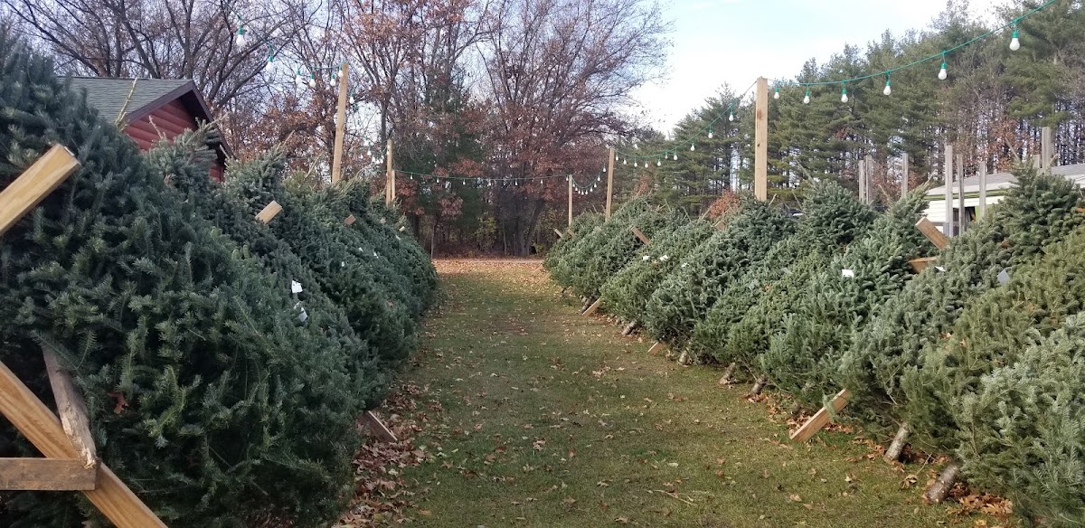 Bob's Christmas Tree Farm in Lyndon Station, Wisconsin
