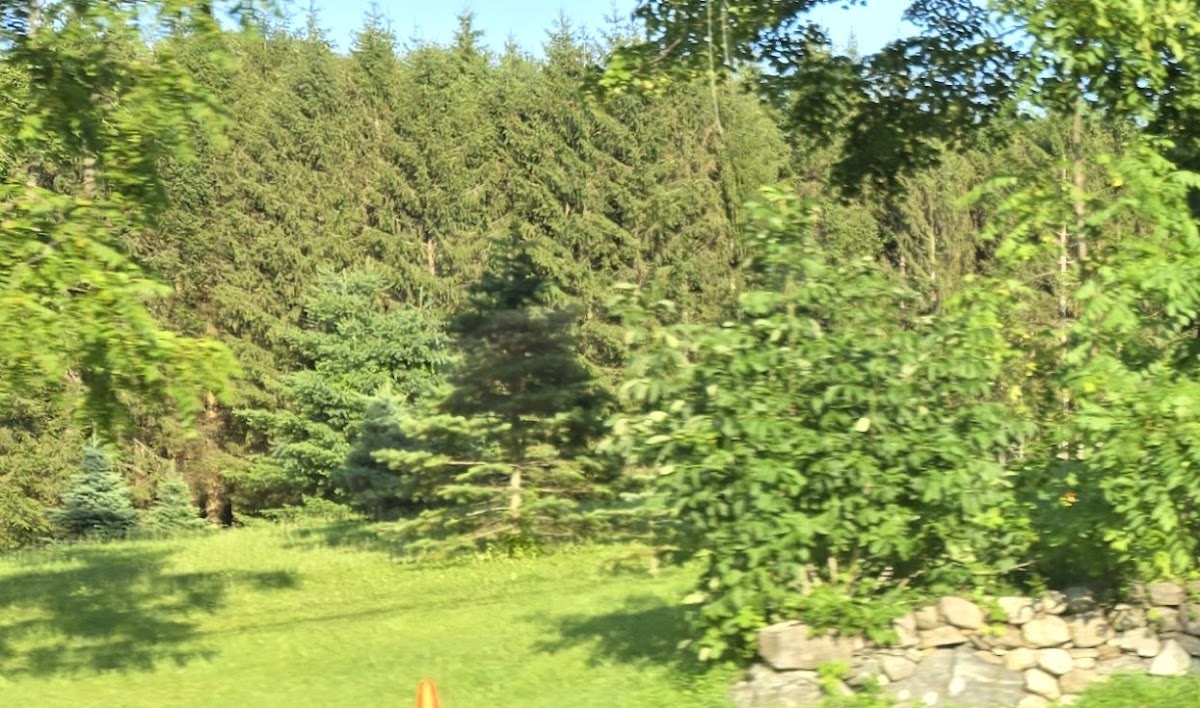 Bob's Tree Farm in Bethel, Connecticut