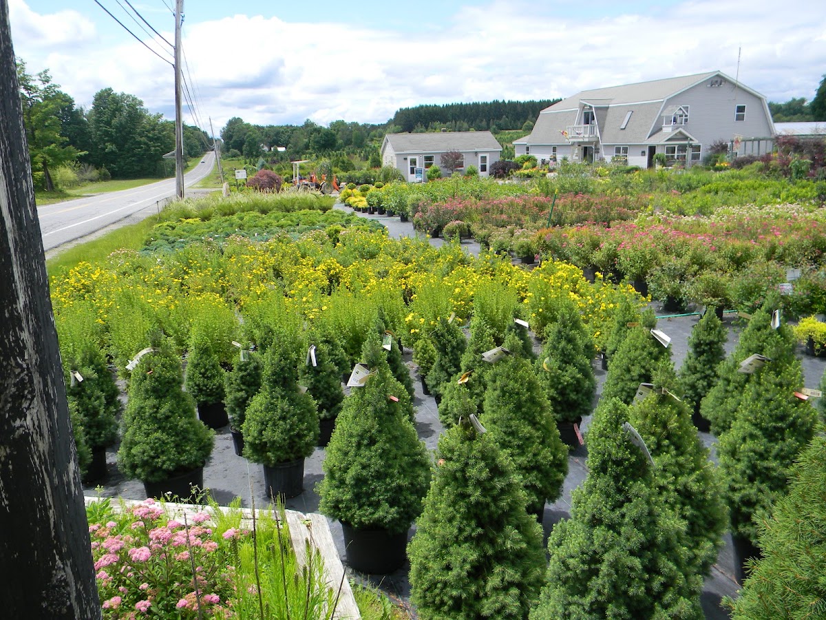 Bob's Trees in Hagaman, New York