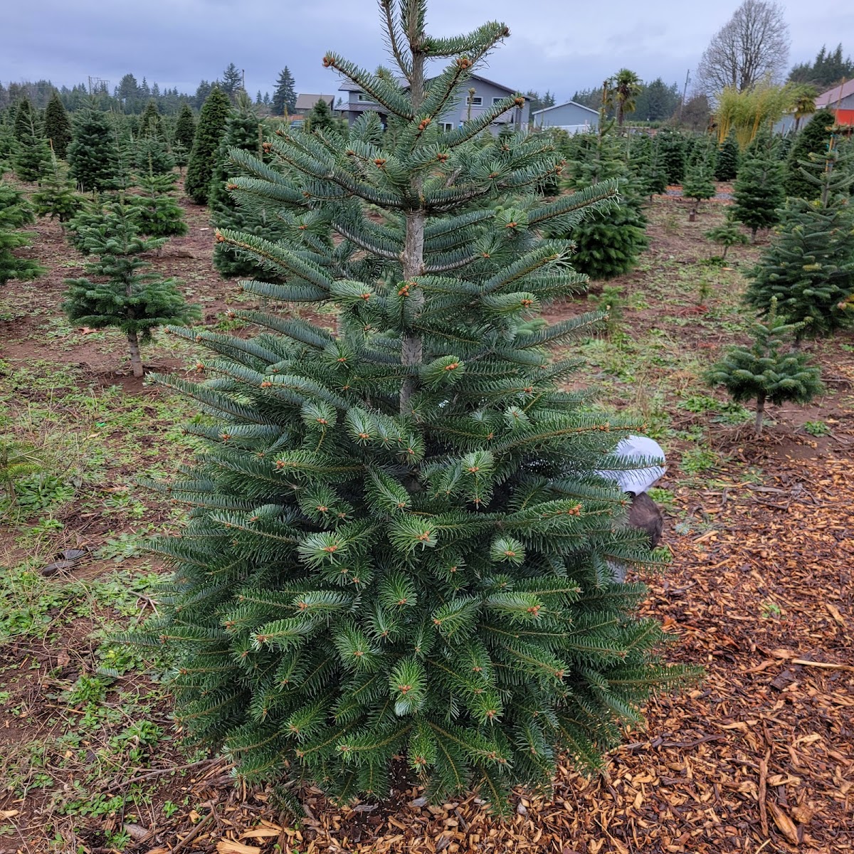 Bob'z Tree Farm in Estacada, Oregon