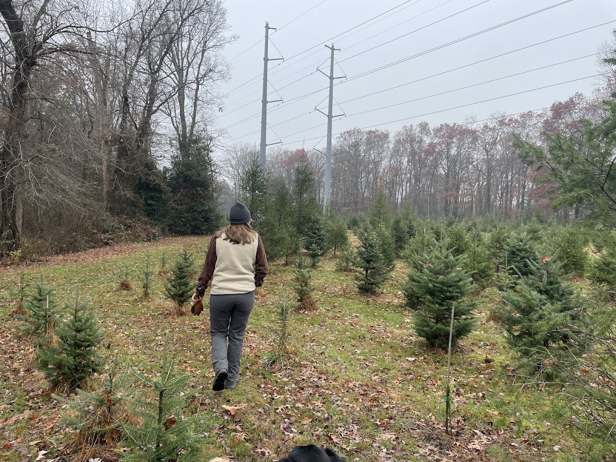 Boesch Christmas Tree Farms in Neptune Township, New Jersey