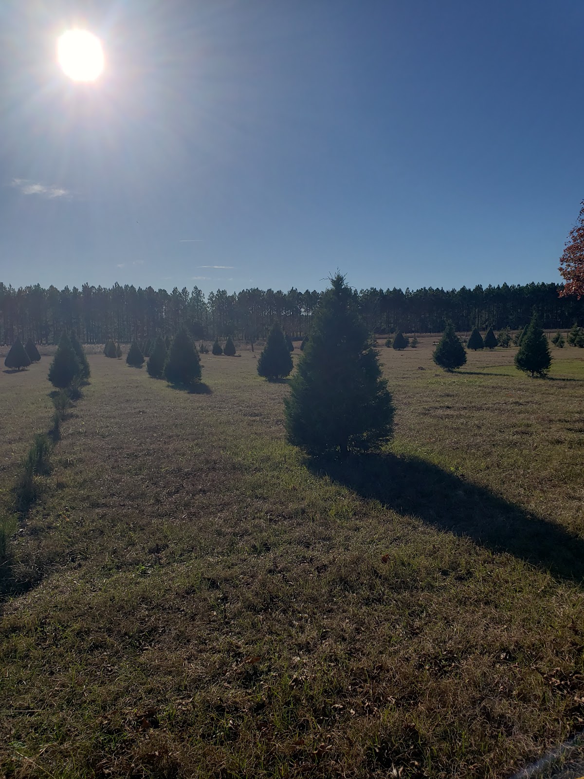 Boggy Branch Farm Christmas Trees in Dexter, Georgia