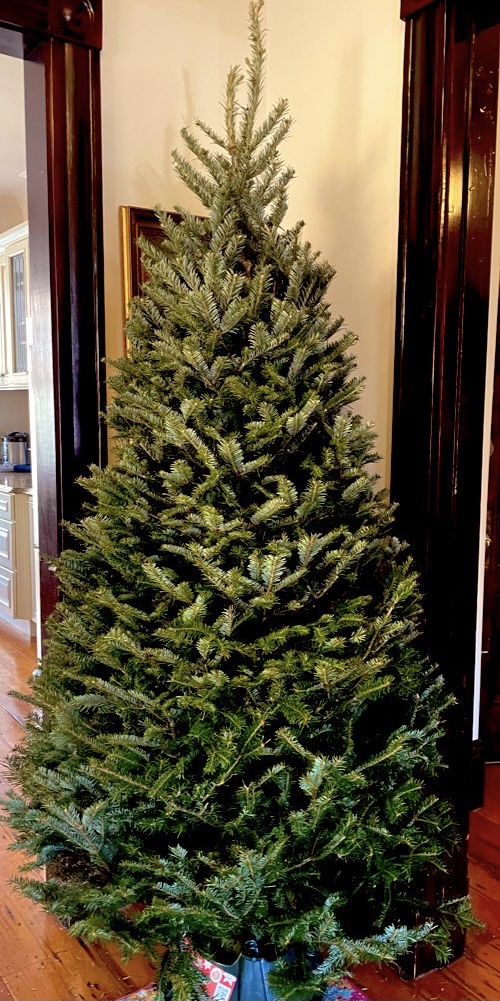 Boston Christmas Trees in Boston, Massachusetts