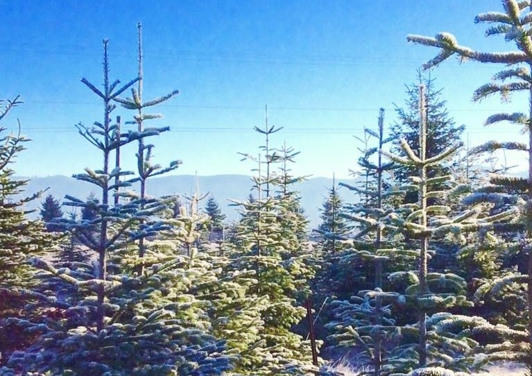 Bottom Loop Christmas Trees U-Cut in Eugene, Oregon