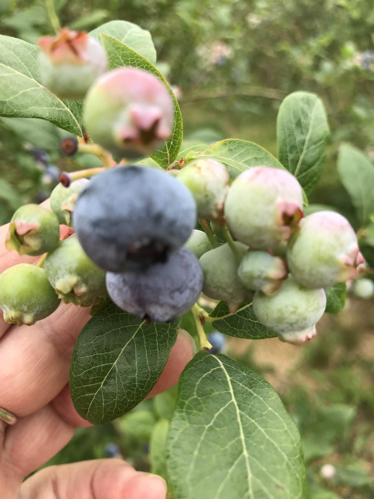 Boughs & Berry Farm in Little Compton, Rhode Island