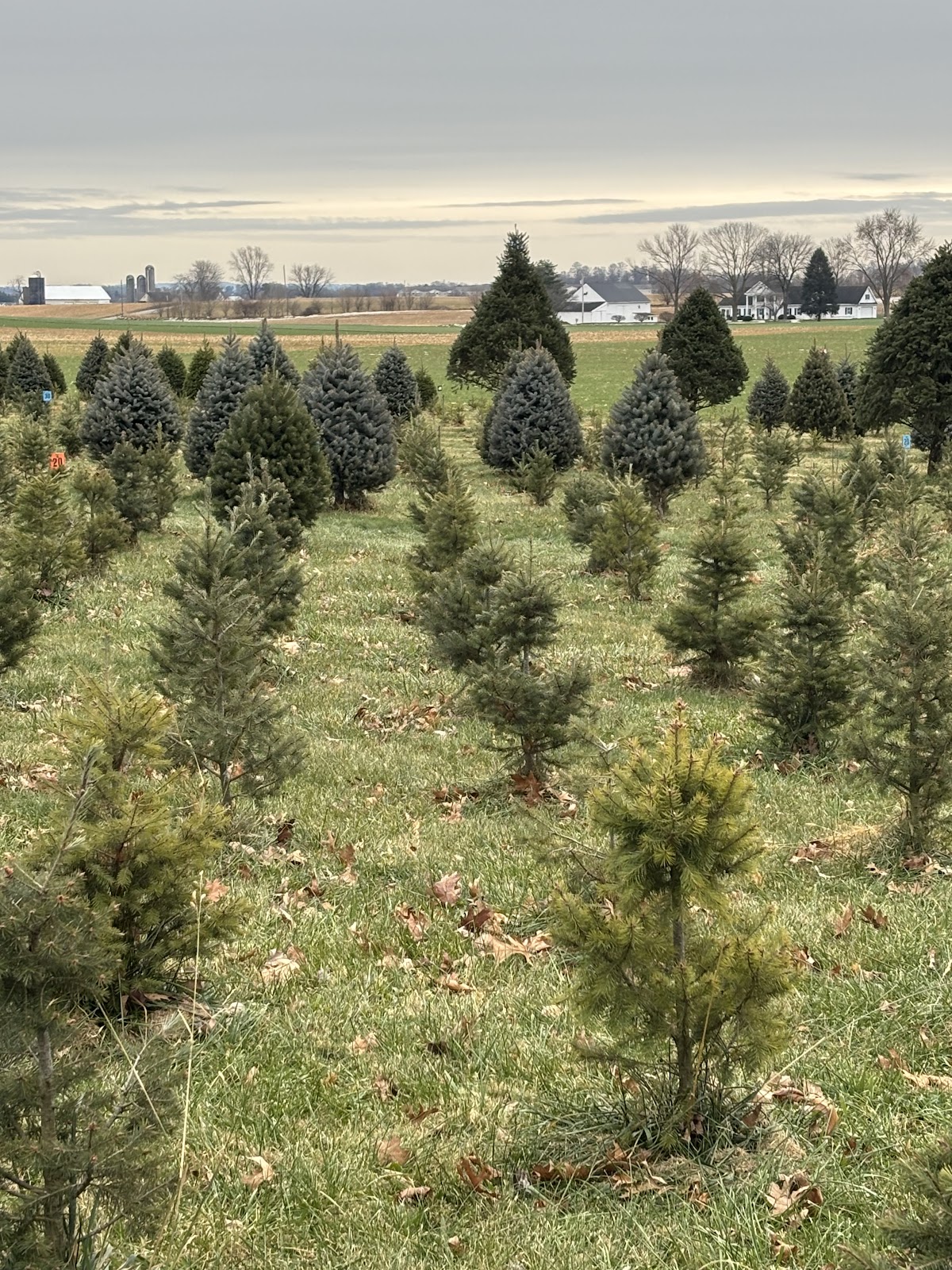 Bowser's Christmas Tree Farm in Lititz, Pennsylvania