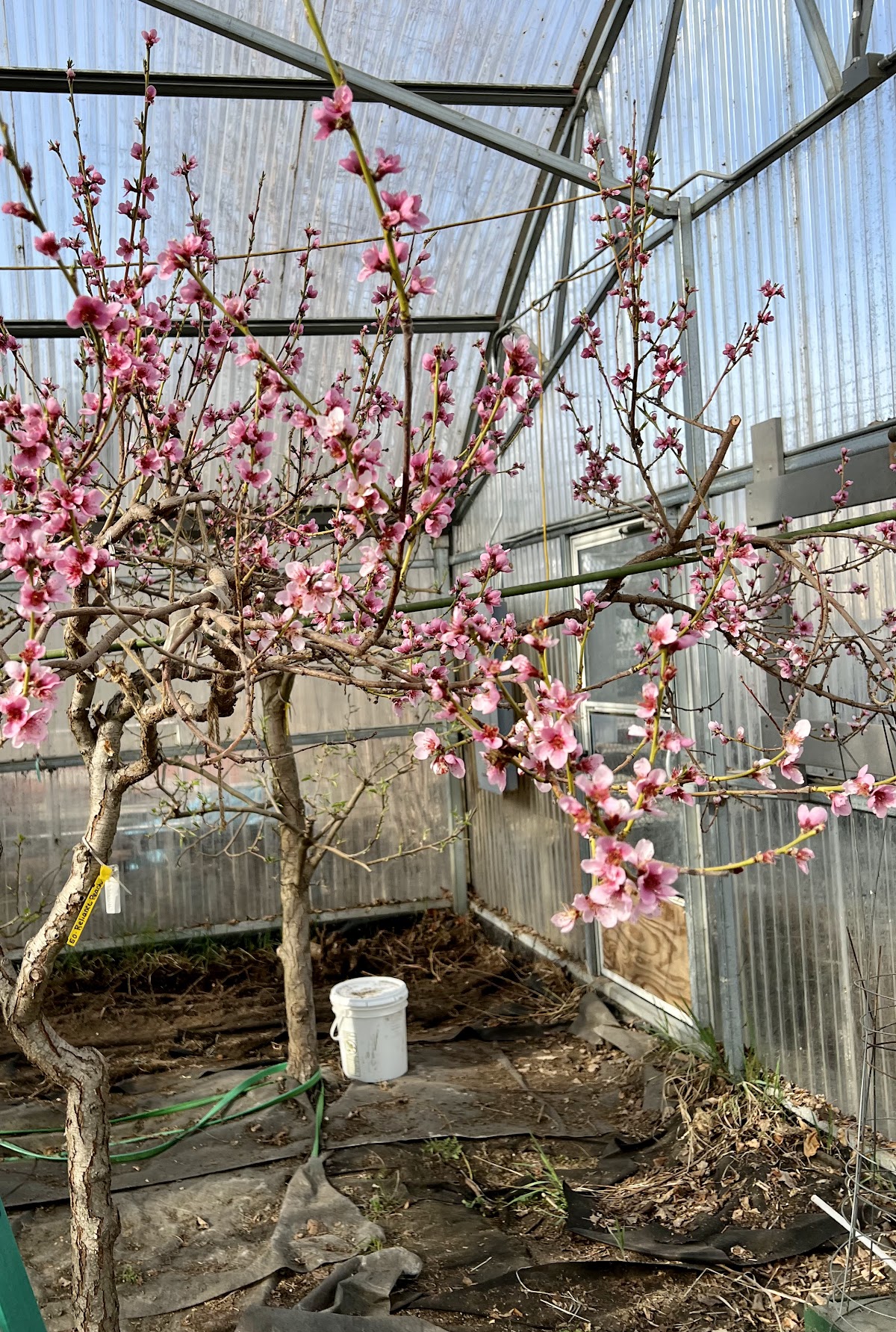 Boyer’s Orchard and Greenhouse in Anchorage, Alaska