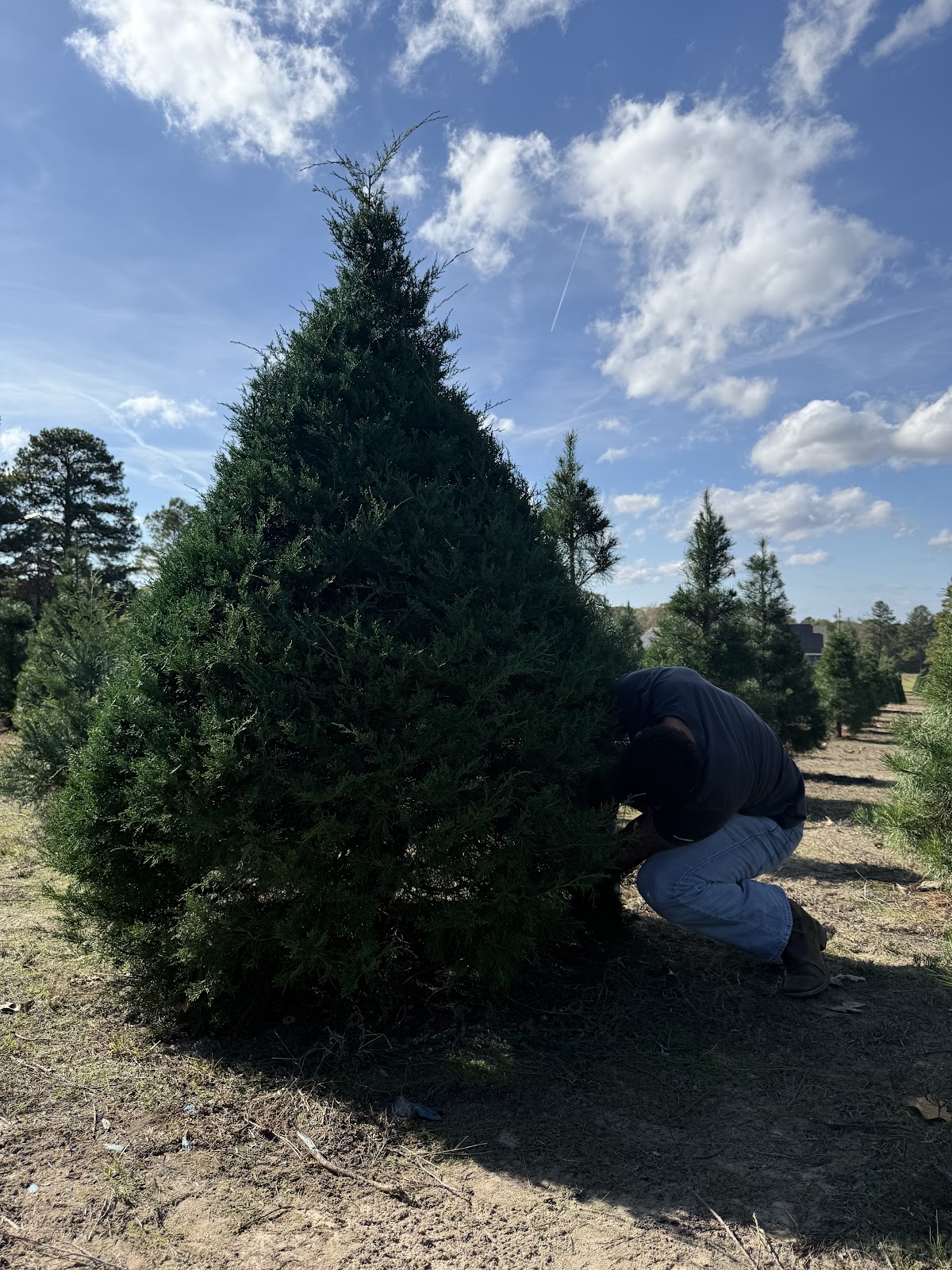 Bradbury Christmas Tree Farm in Mabelvale, Arkansas