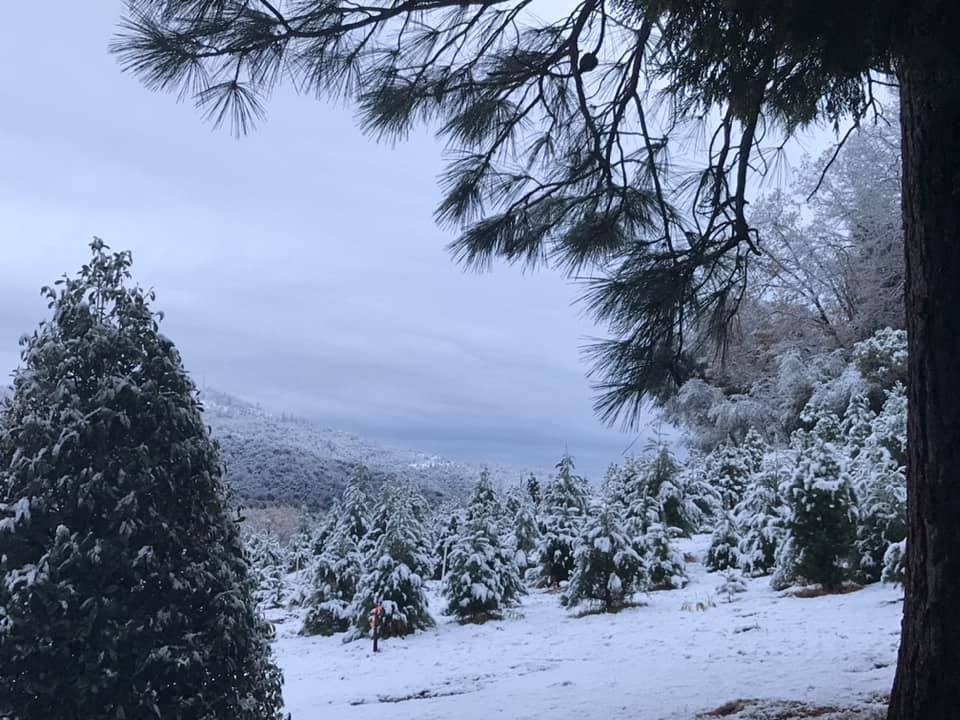 Bramble Hill Christmas Tree Farm in Columbia, California
