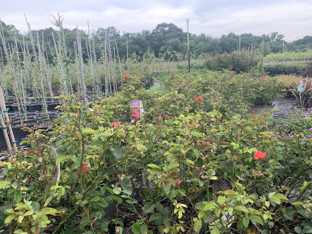 Brazos Valley Tree Farm in College Station, Texas