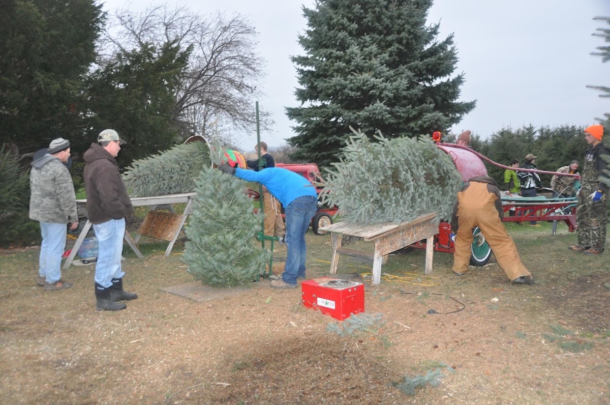 Bremer’s Christmas Tree Farm in Munger, Michigan