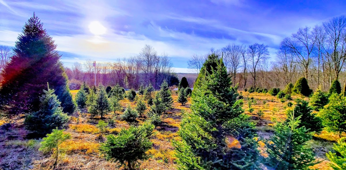 Brinks Christmas Tree Farm in Hebron, Connecticut