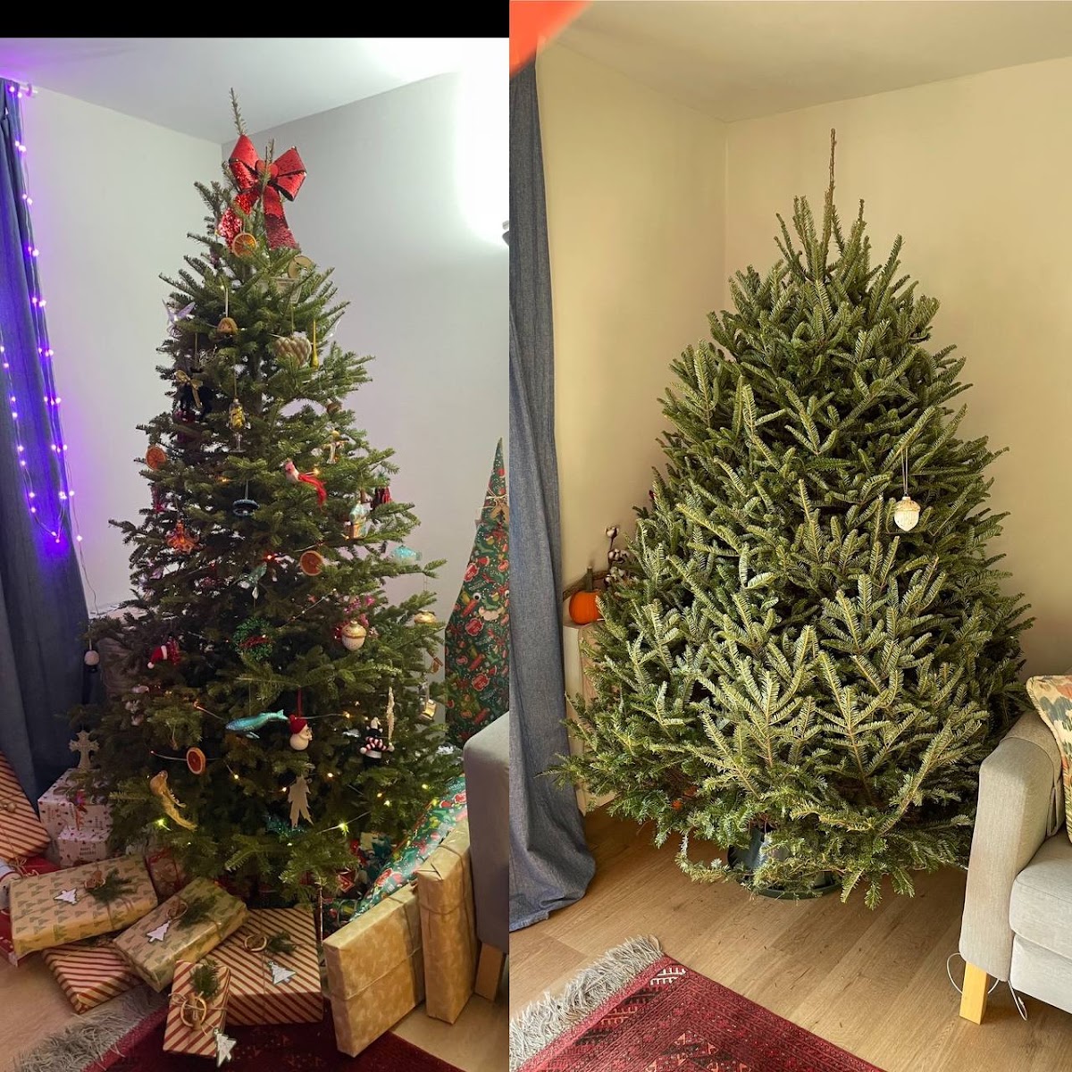 Brooklyn Tree Farm in Long Island City, New York