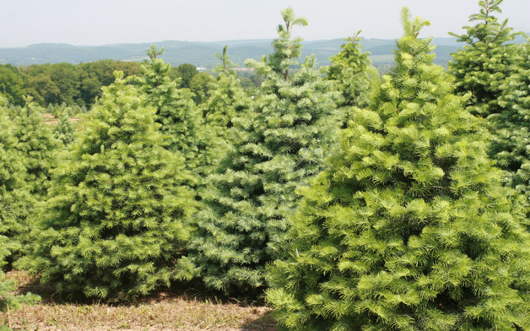 Brown's Tree Farm in Muncy, Pennsylvania