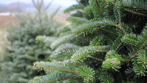 Browns Christmas Tree Farm in York, Pennsylvania