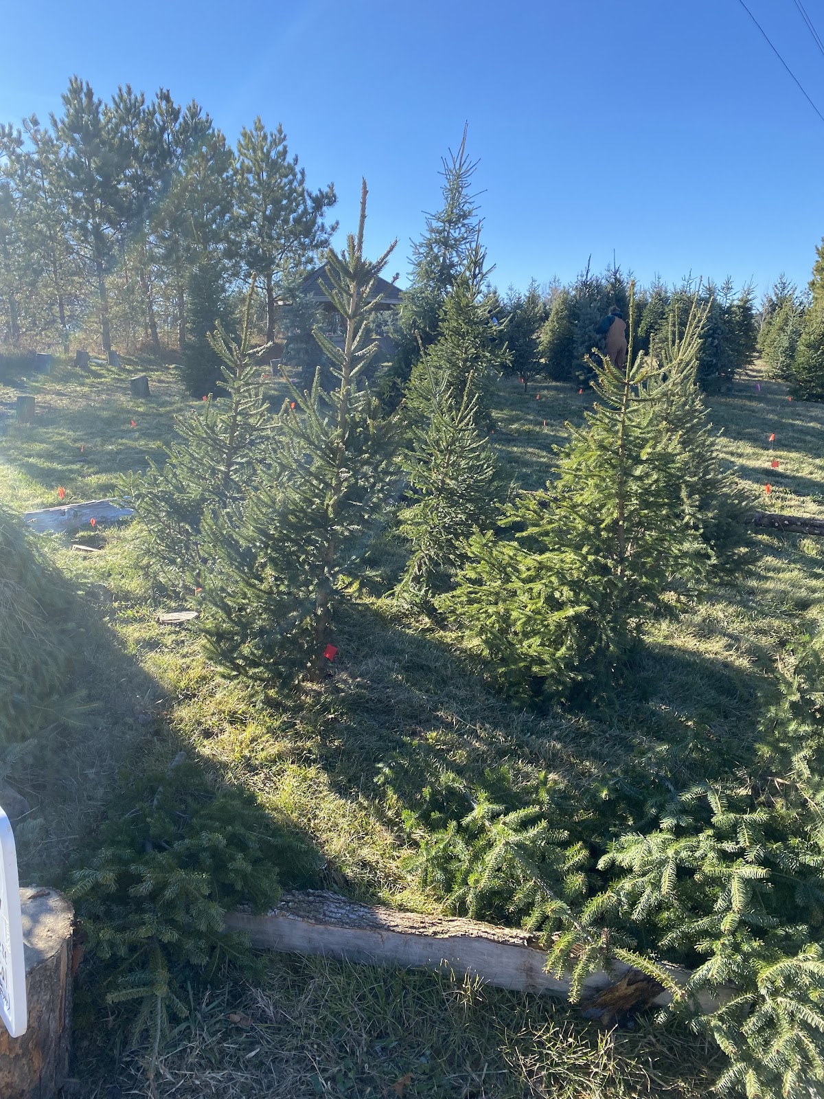 Brunner’s Christmas Trees in Delavan, Wisconsin