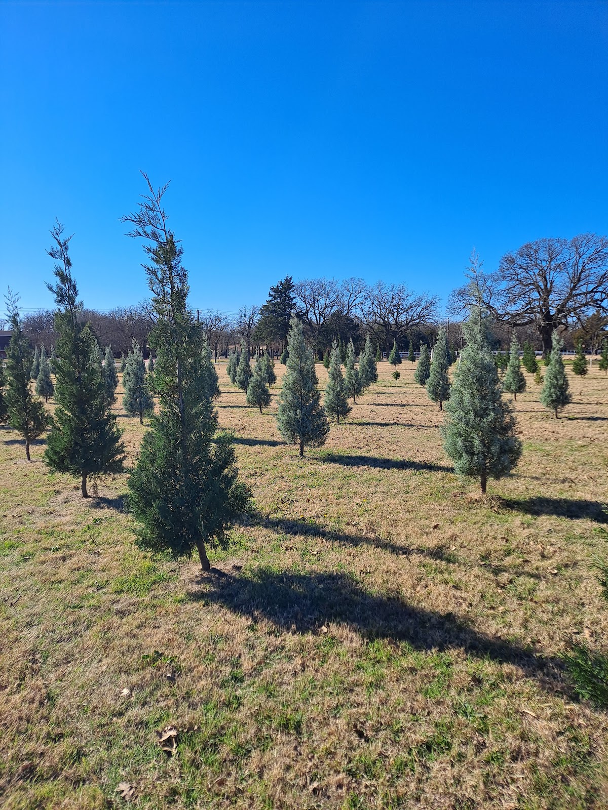 Brushy Creek Christmas Trees in Bowie, Texas