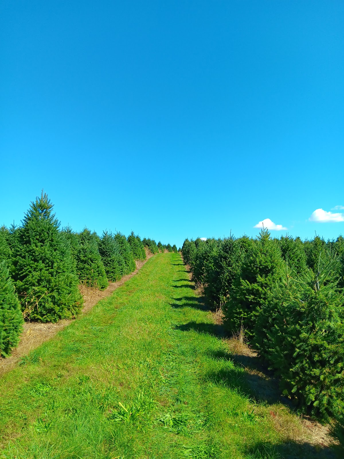 Buck Run Evergreen Farms in Schuylkill Haven, Pennsylvania