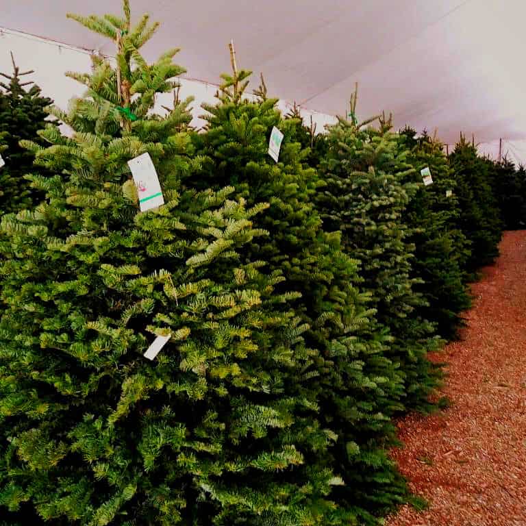 Buckelew Christmas Trees in Green Valley, Arizona