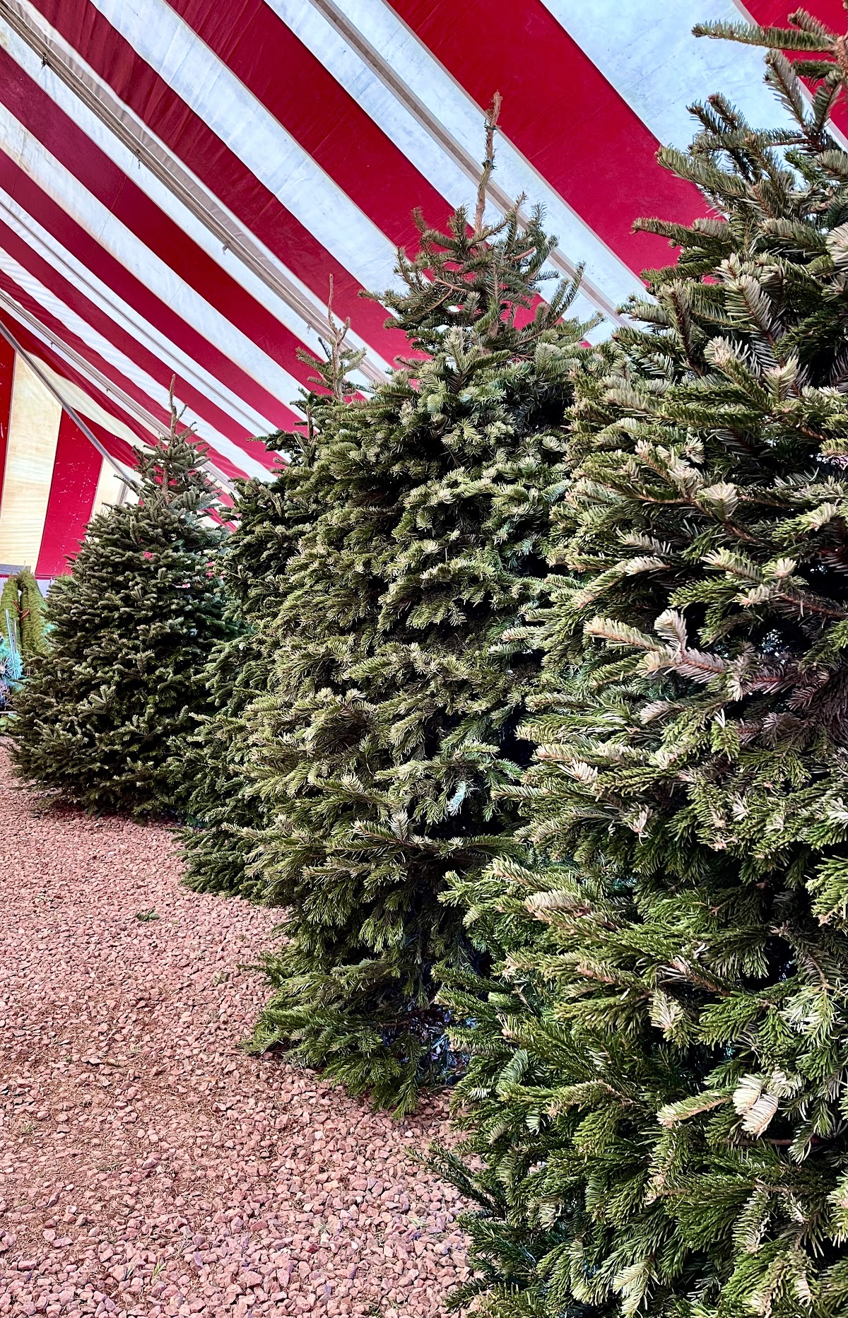 Buckelew Christmas Trees in Tucson, Arizona